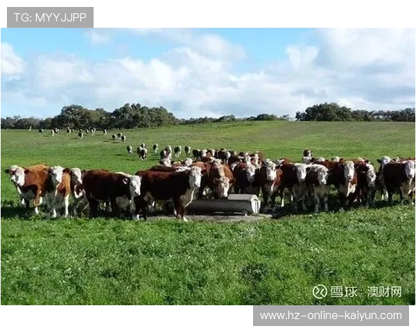 UFC引起澳大利亚当地民众不满 暴力性质引发社会讨论